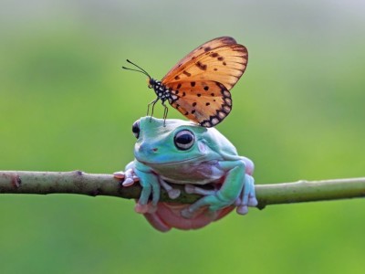 Tropische vlinderjungle in Leidschendam geopend